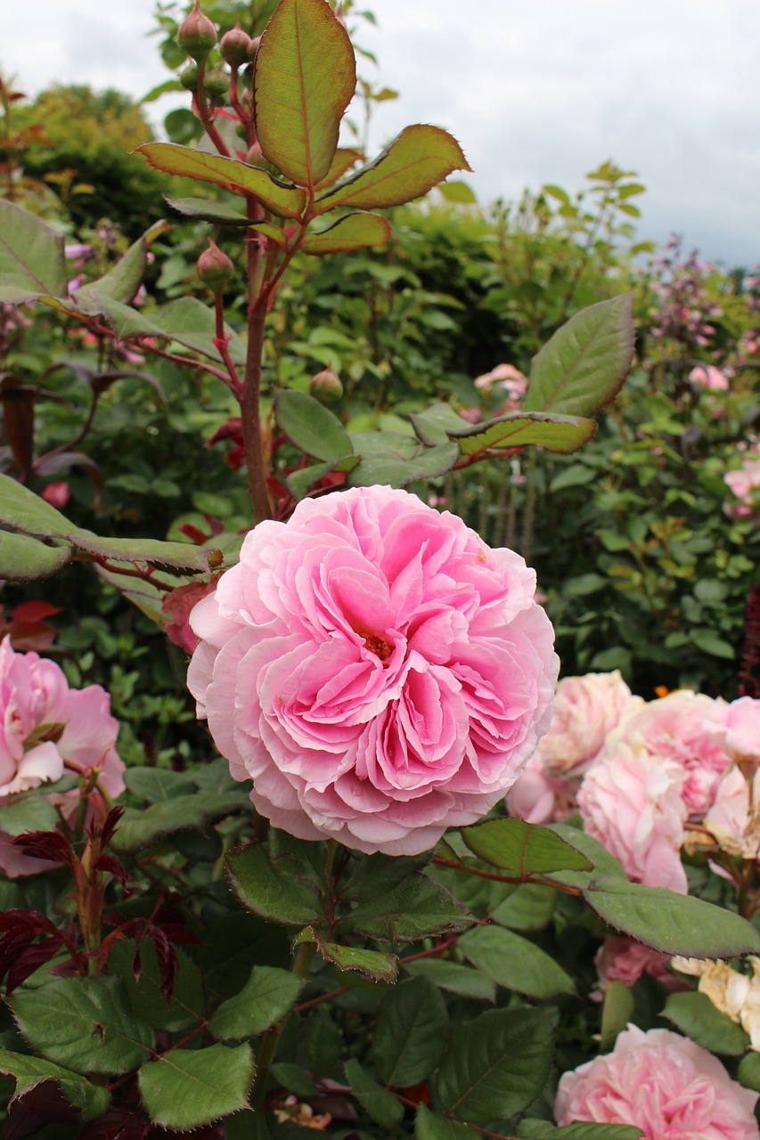 rose rose pink garden free photo