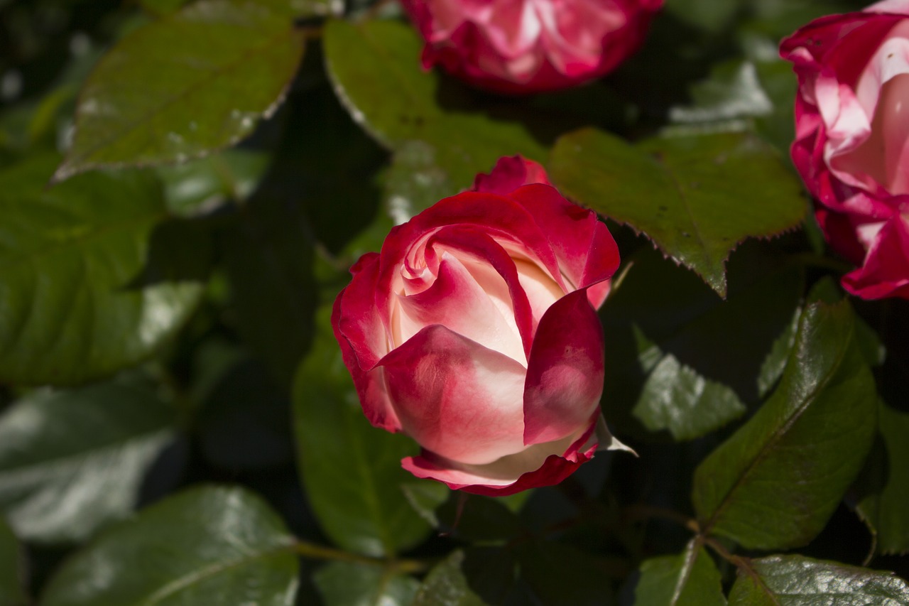 rose nature red rose free photo