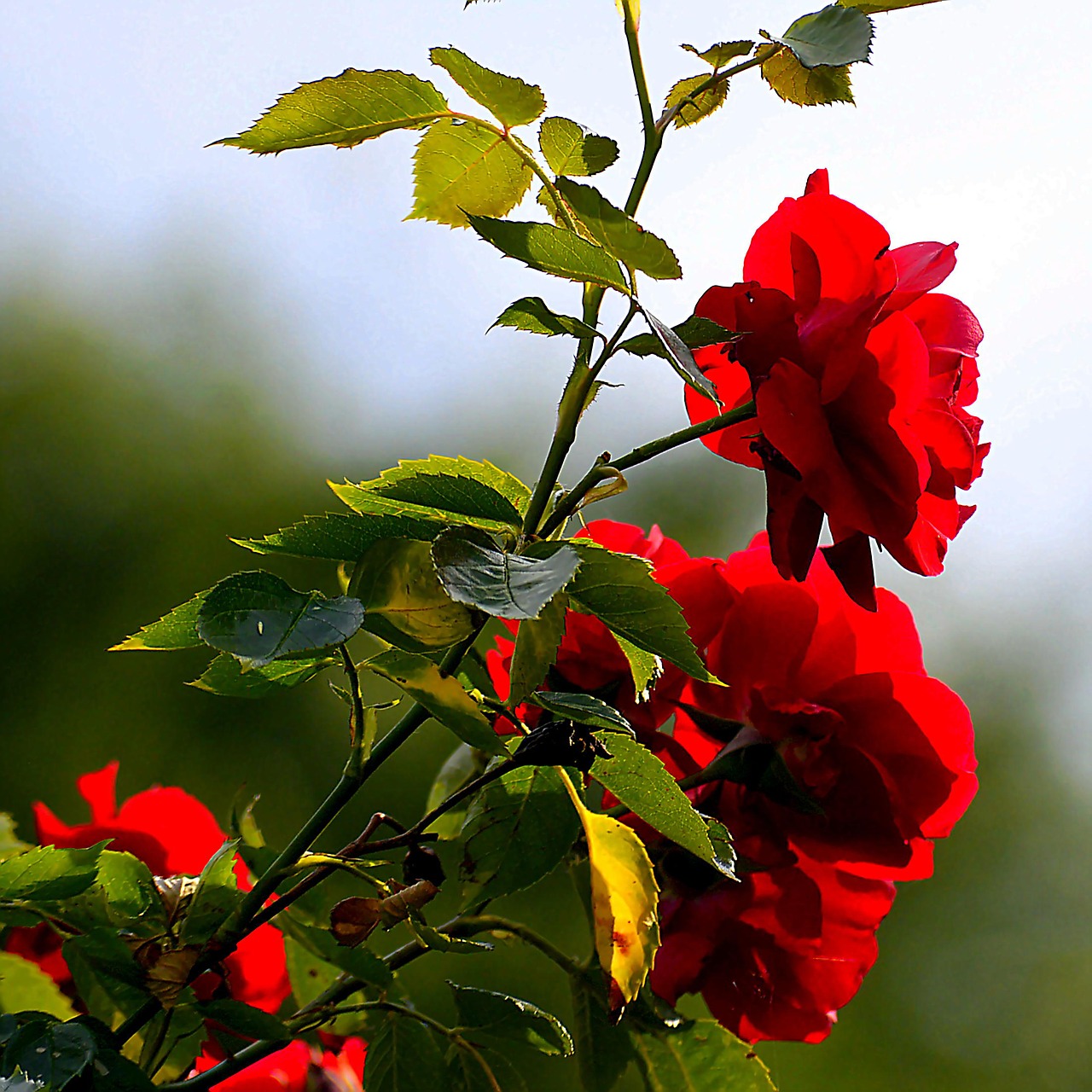 rose bush blossom free photo