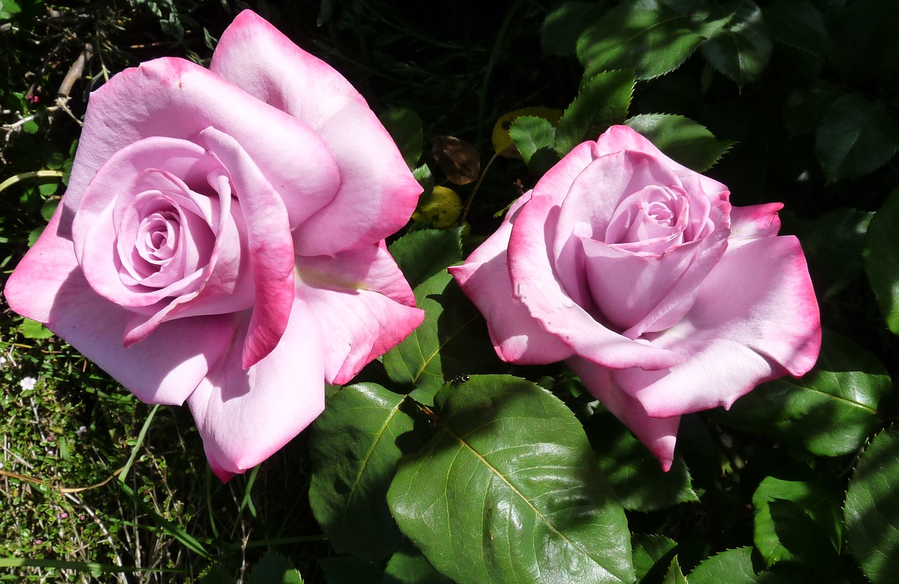 rose mauve perfumed free photo
