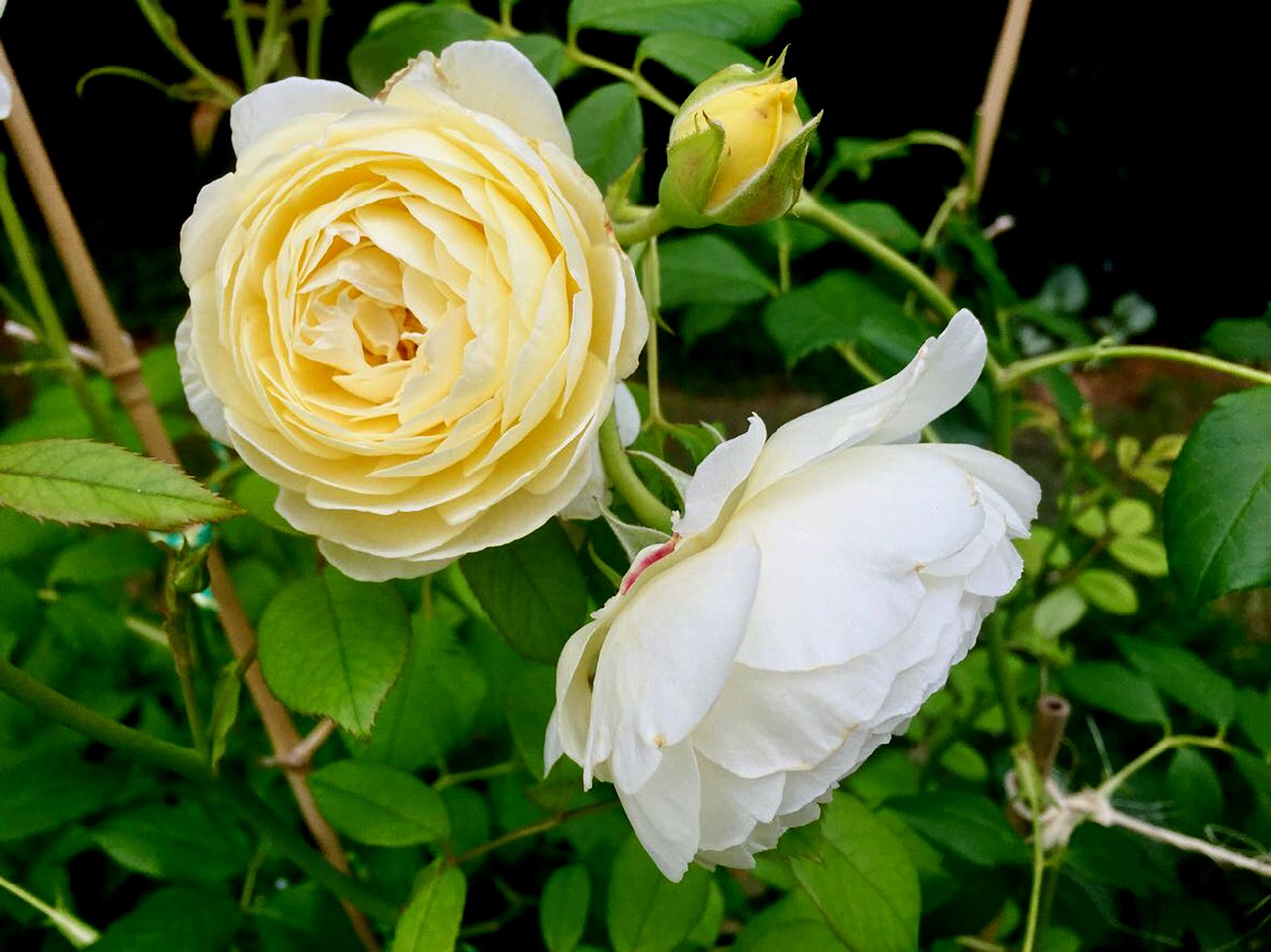 rose yellow white free photo