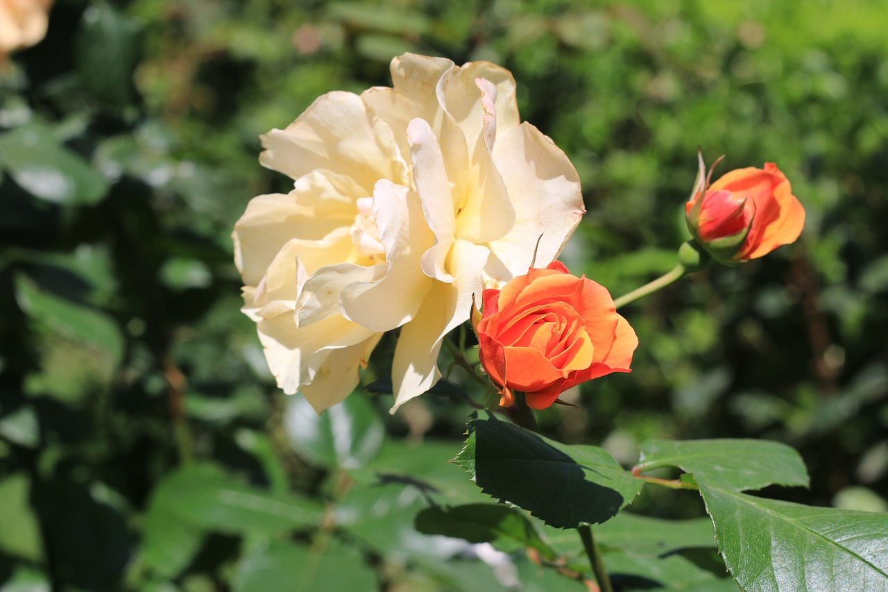 rose white flower free photo