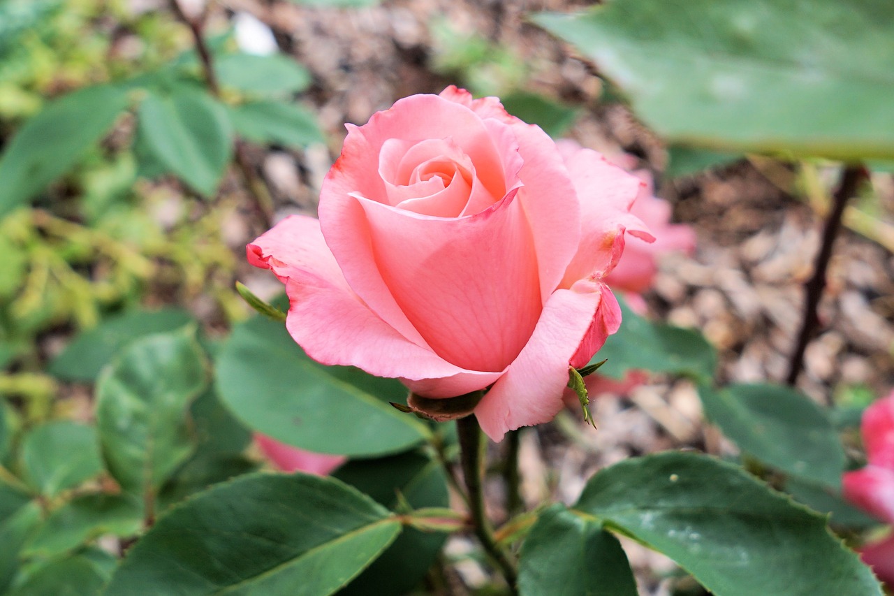 rose flower blossom free photo