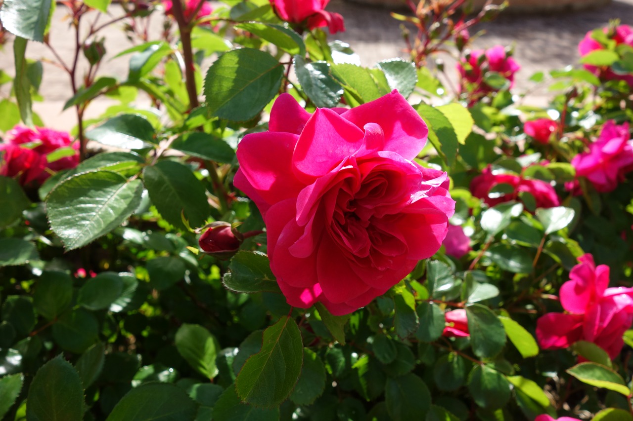 rose flower pink free photo