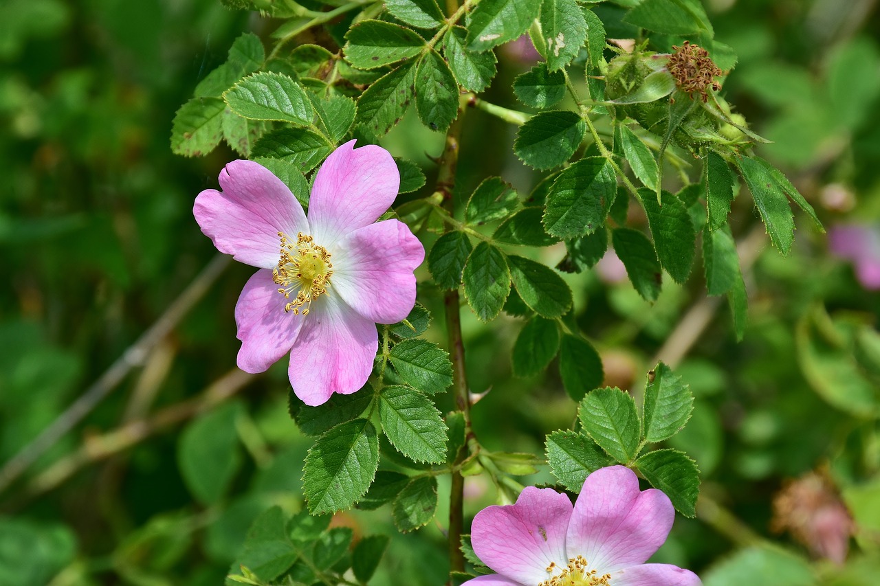 rose wild rose white free photo