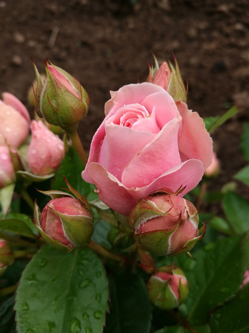 rose bud summer free photo