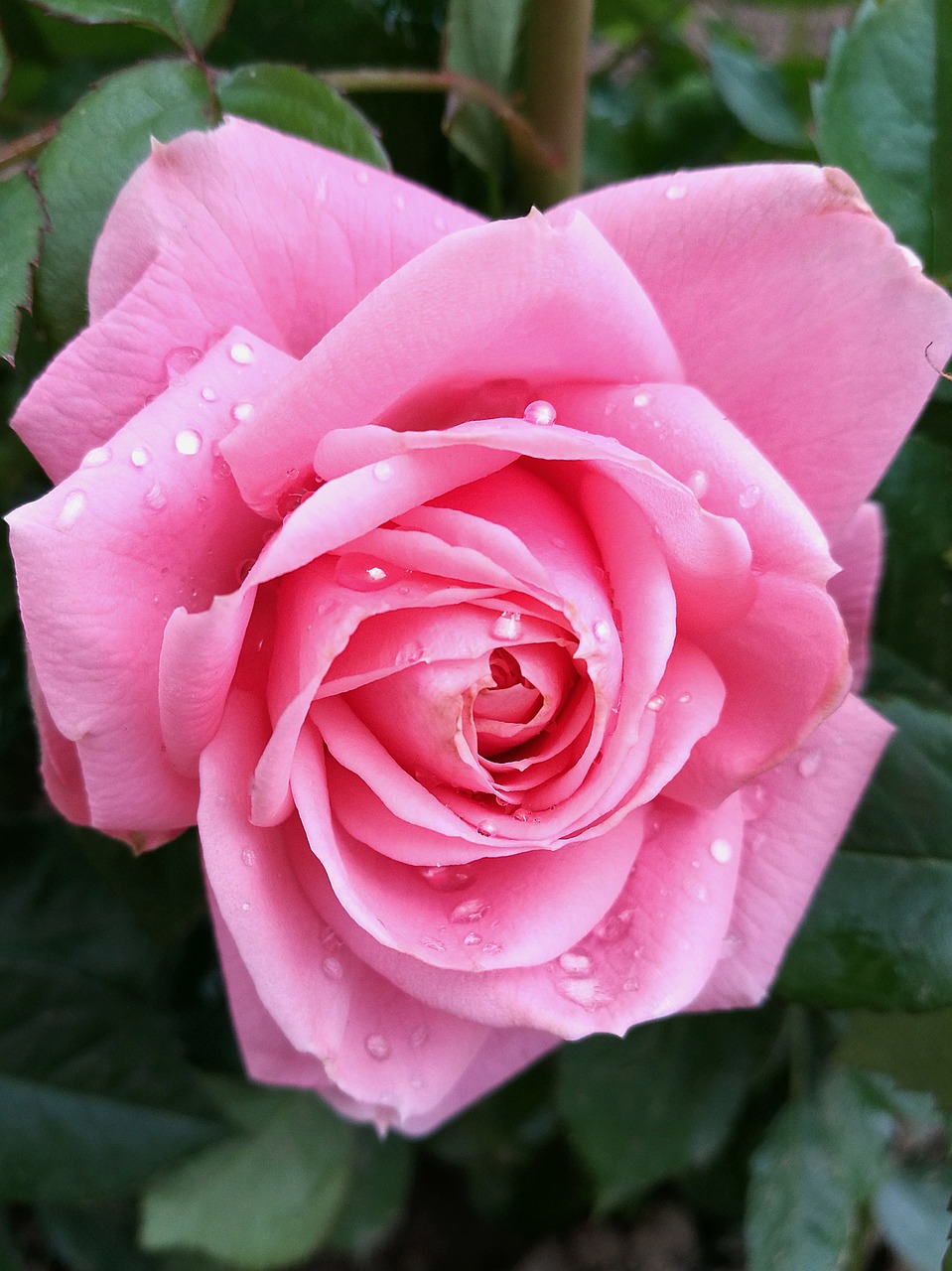 rose bud pink rose free photo