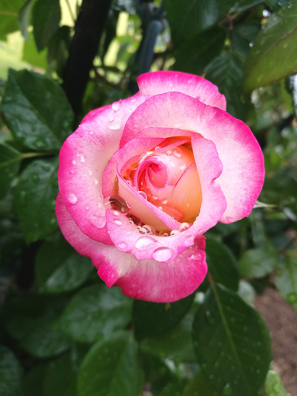 rose water raindrops free photo