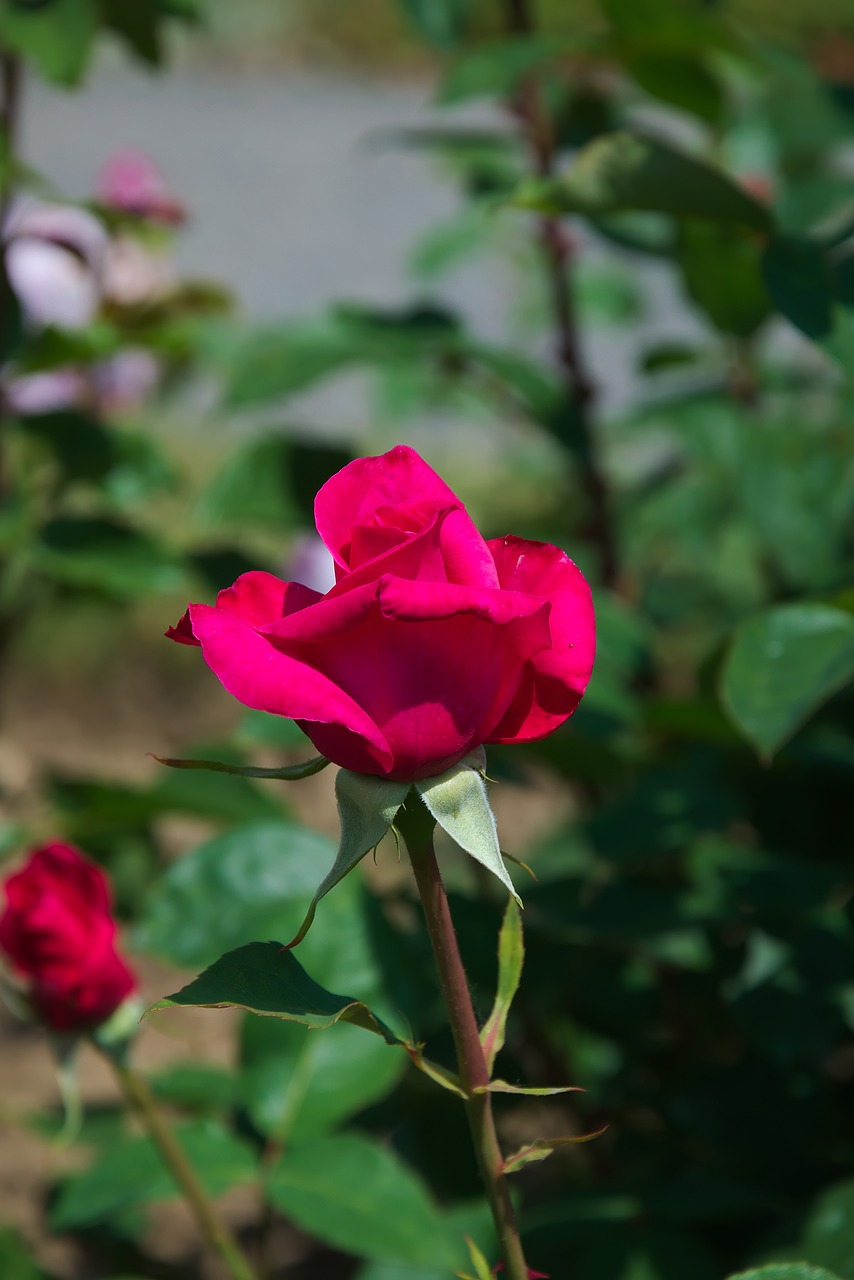 rose red blossom free photo