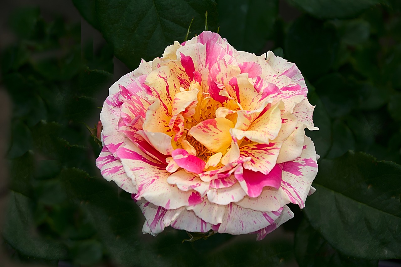 rose multi coloured blossom free photo