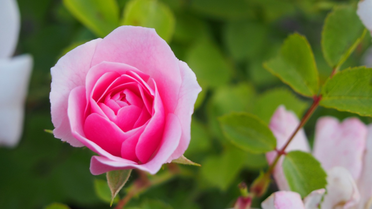 rose flower blooms free photo