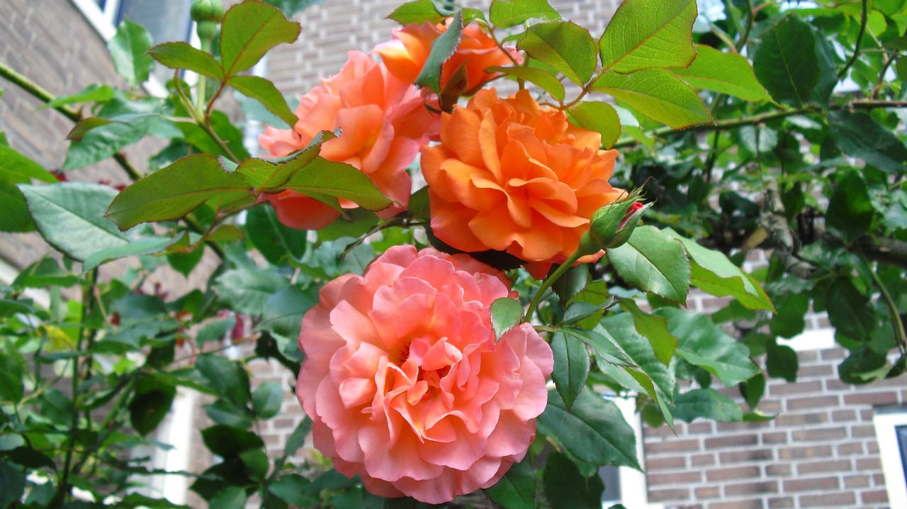 rose roses orange rose free photo