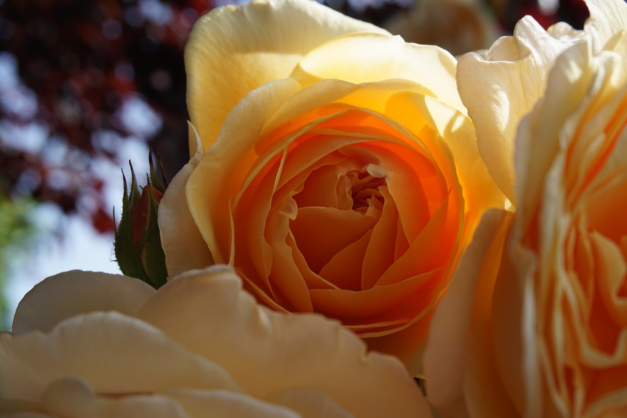 rose orange blossom free photo