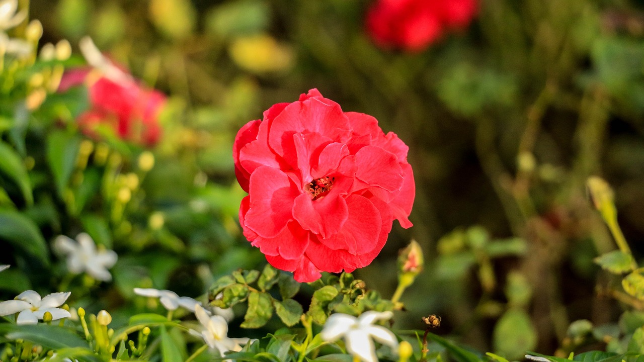 rose red flower free photo