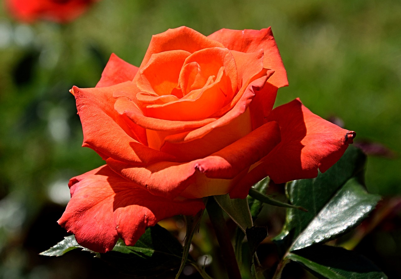 rose red blossom free photo