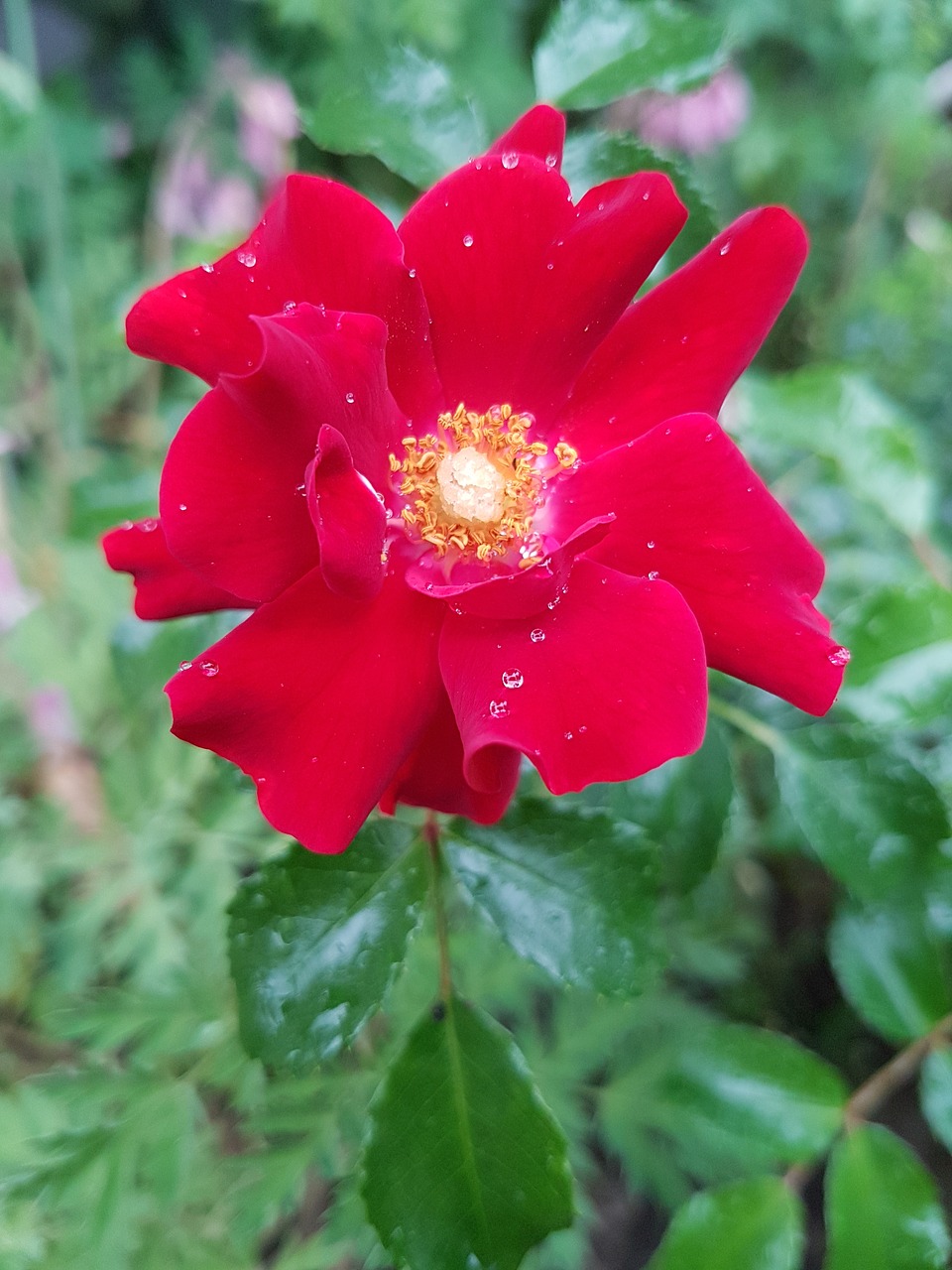 rose red rose flowers free photo