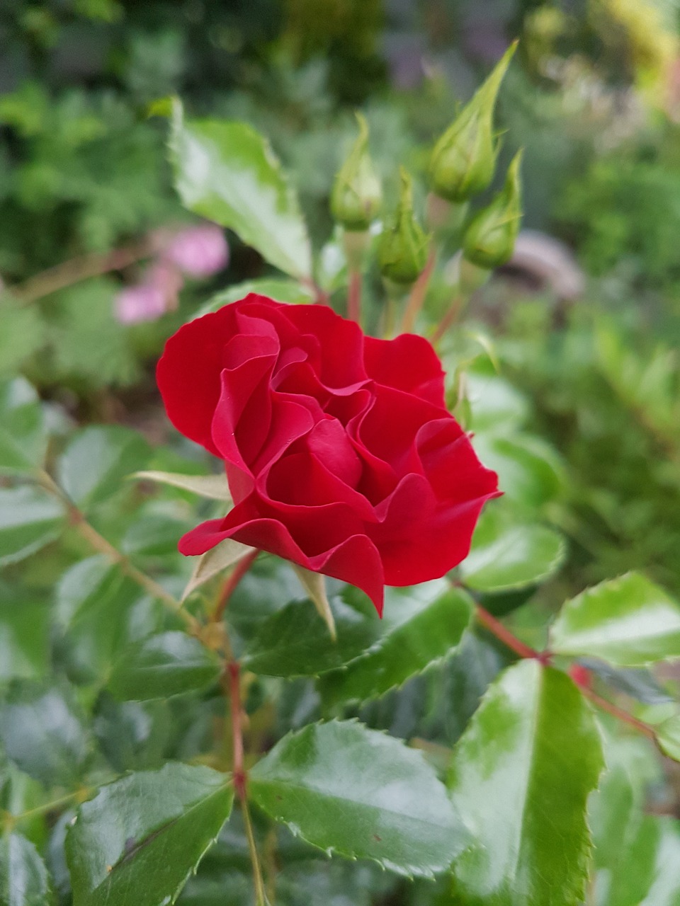 rose red rose flowers free photo