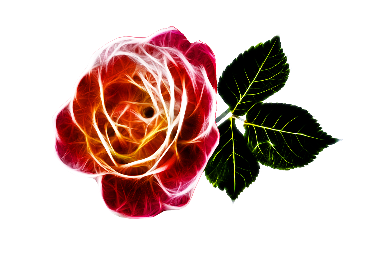 rose fiery love free photo