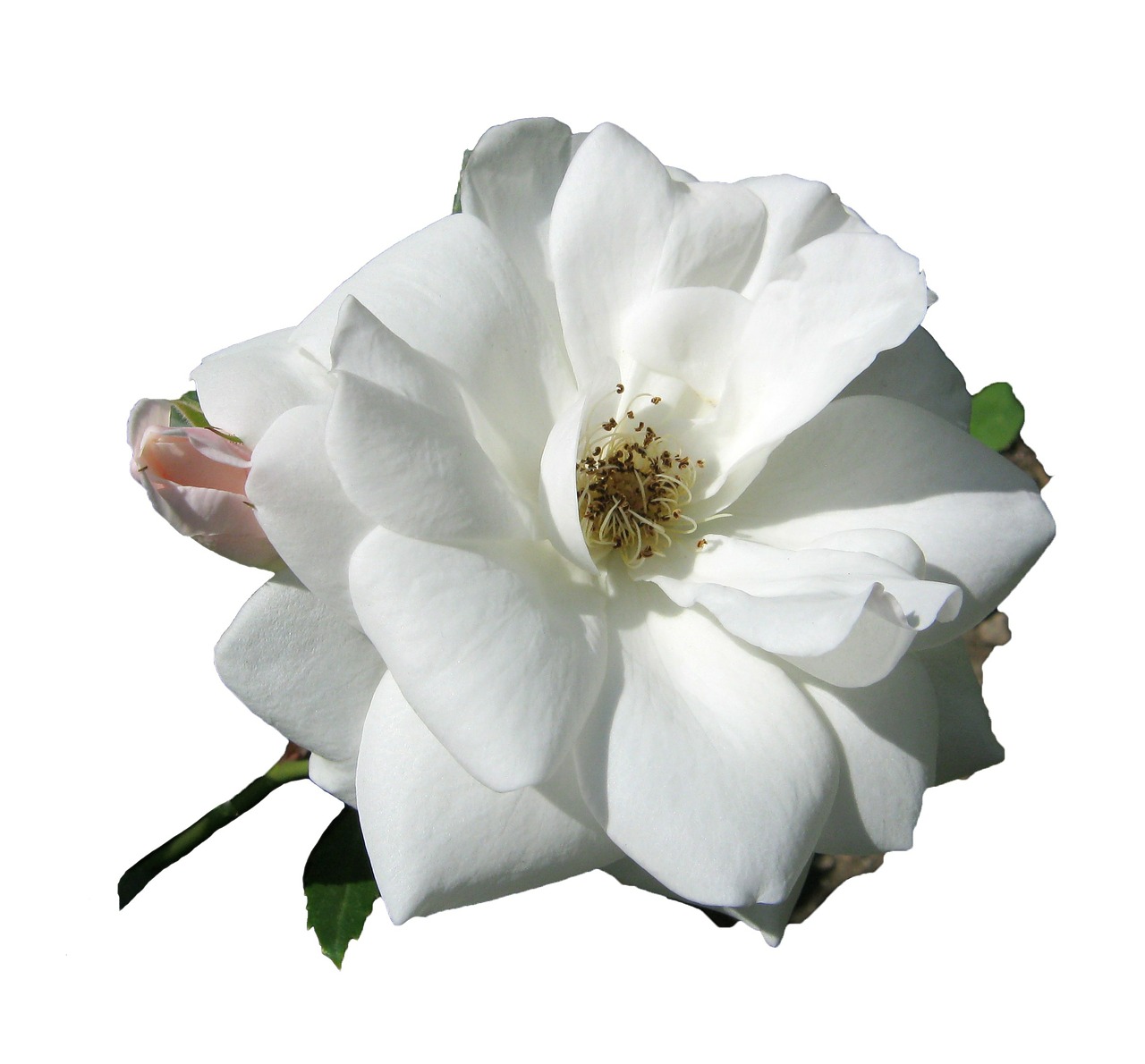 rose white blossom free photo