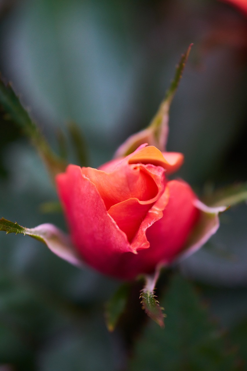 rose red flower free photo