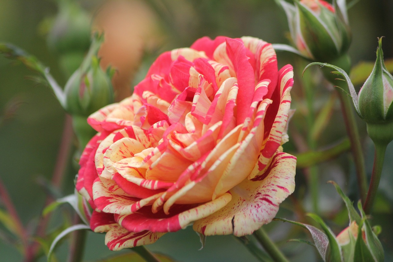 rose flowers leaf free photo