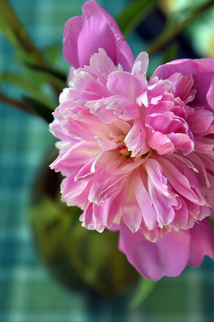 rose pink flower free photo