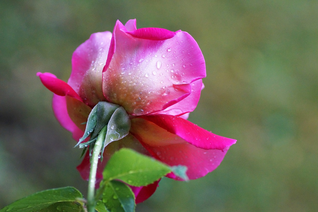 rose bud blossoming free photo