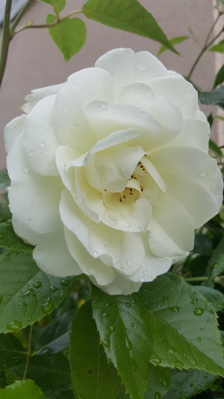 rose white white roses free photo