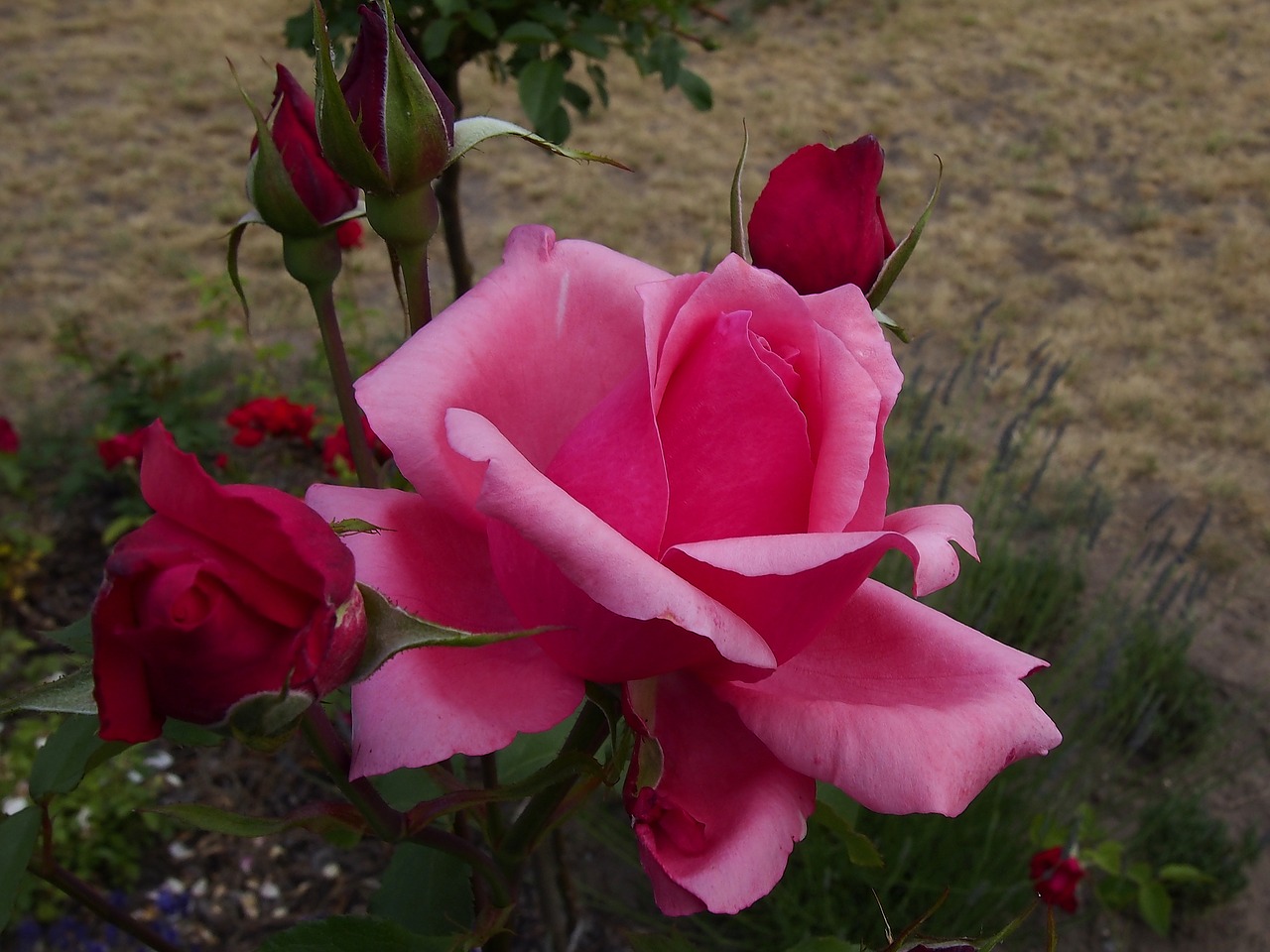 rose flower blooms free photo