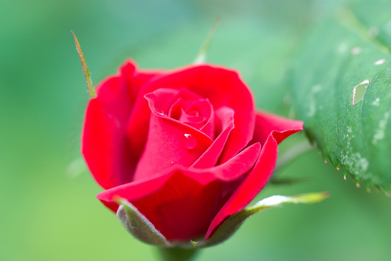 rose red rose flower free photo