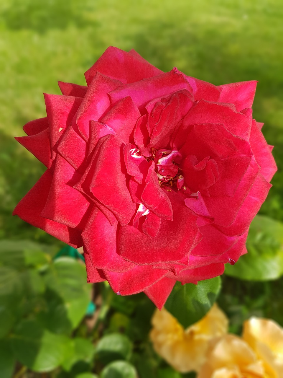 rose red rose flowers free photo