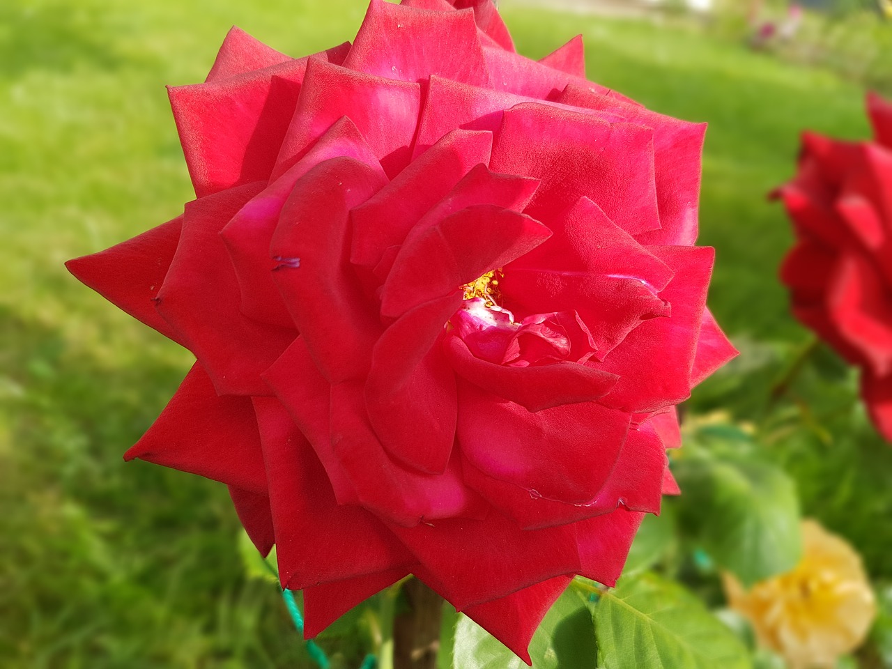 rose red rose flowers free photo