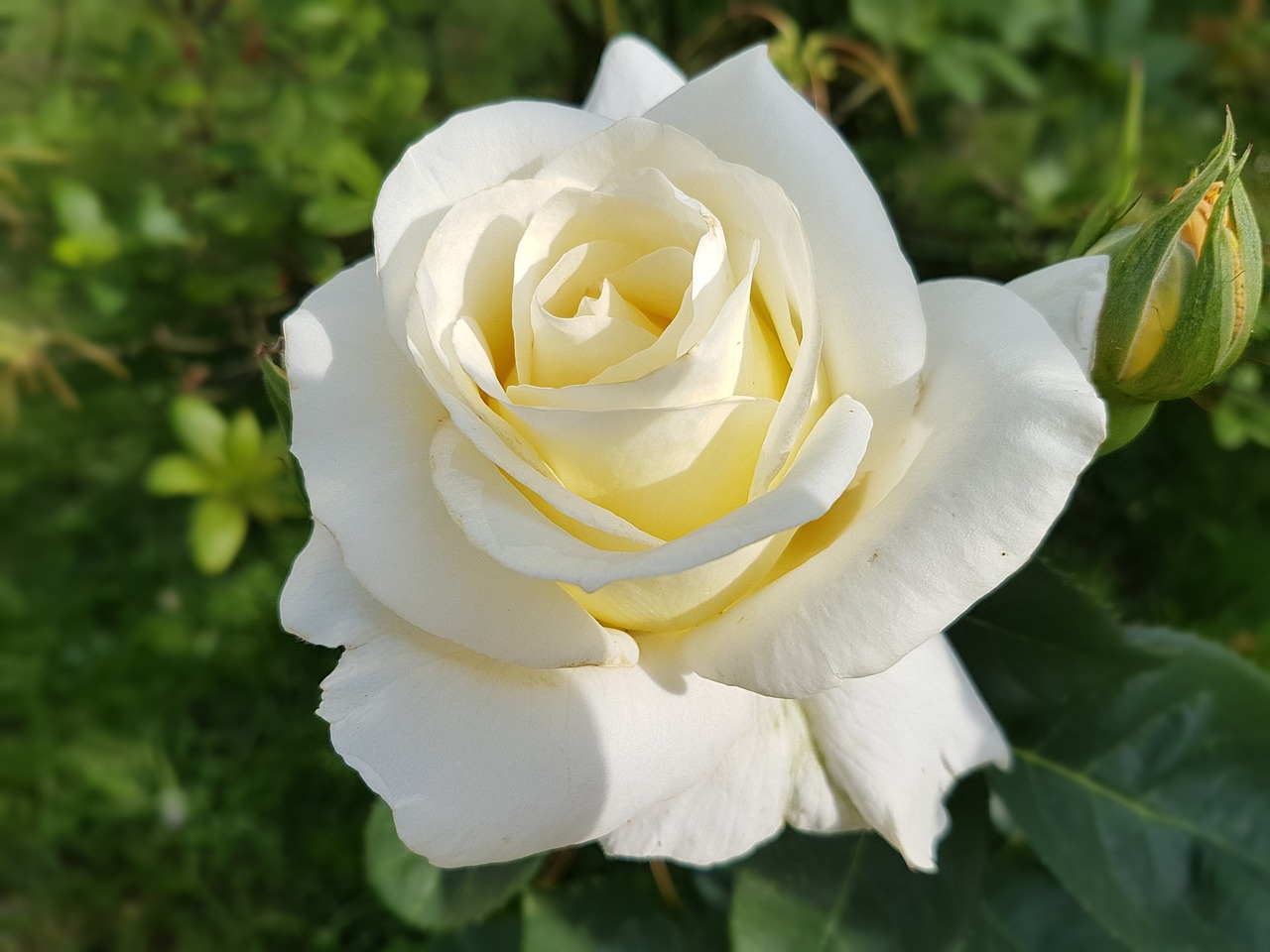 rose white rose flowers free photo