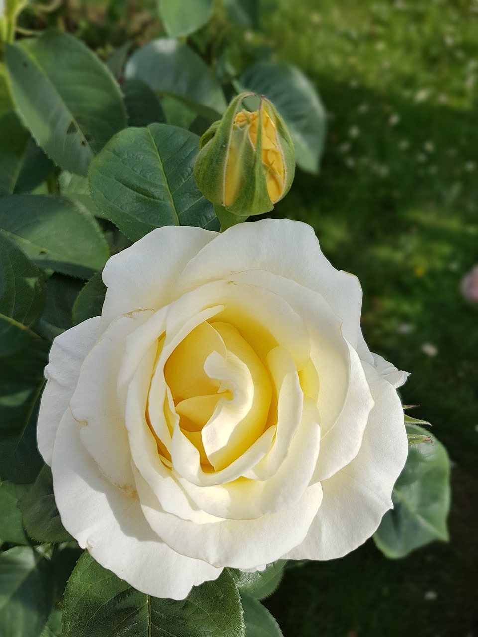 rose white rose flowers free photo