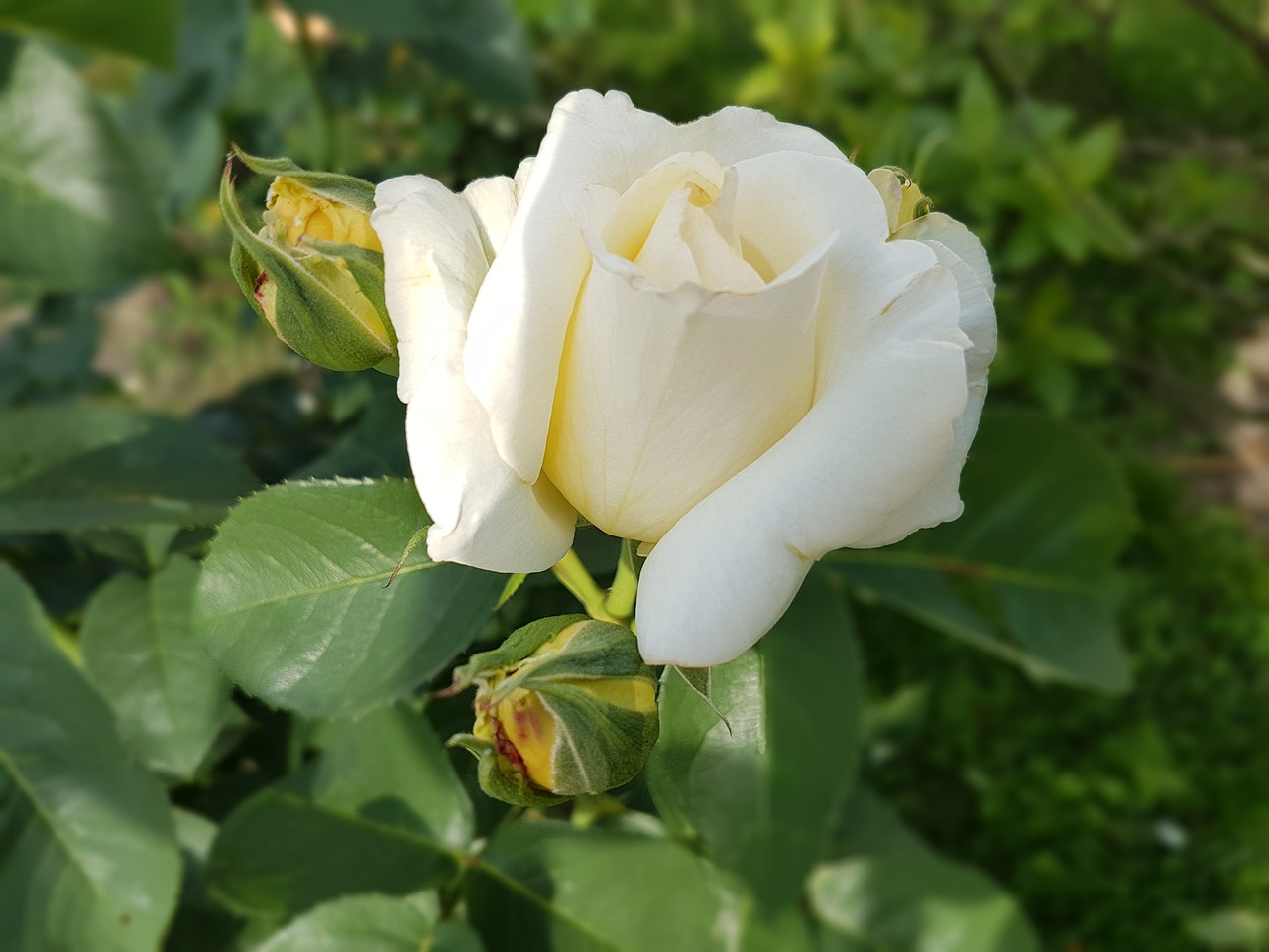 rose white rose flowers free photo