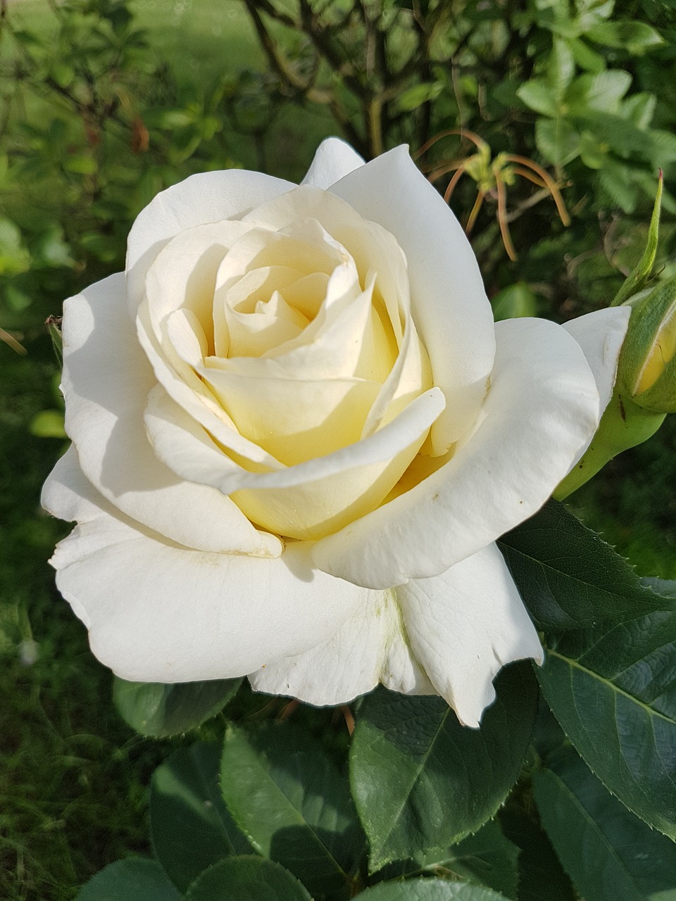 rose white rose flowers free photo