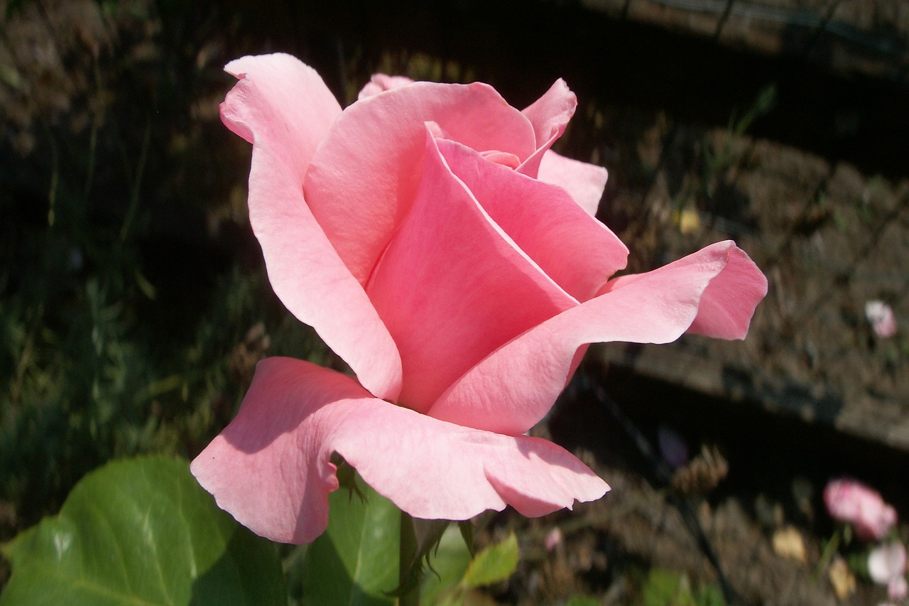 rose pink flower free photo