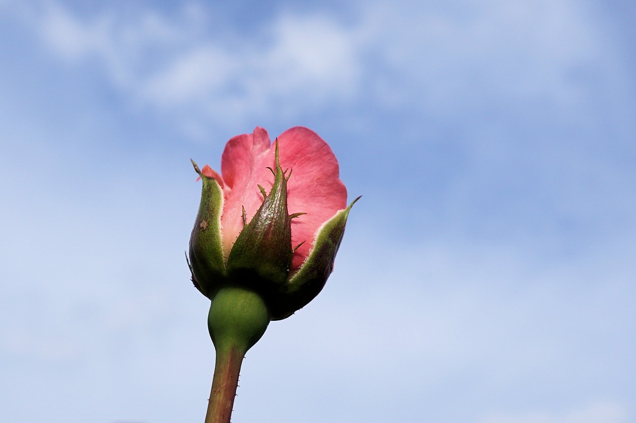 rose flower blossom free photo