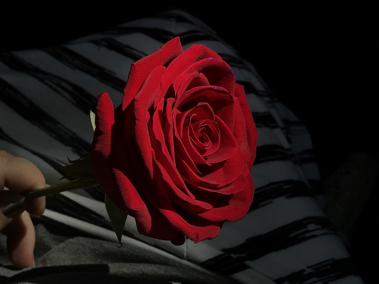 rose red rose on striped background free photo