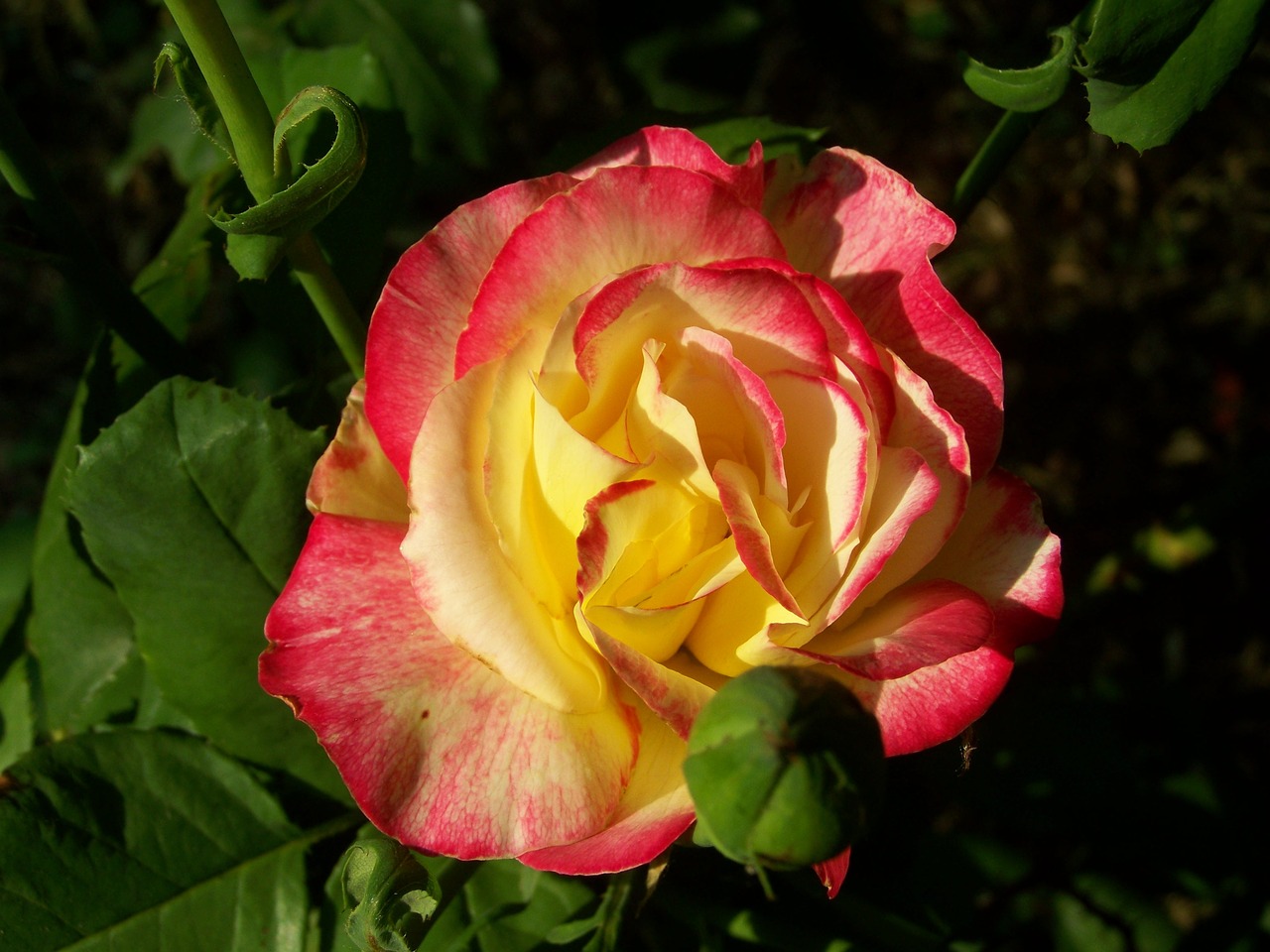 rose tricolor summer flower free photo