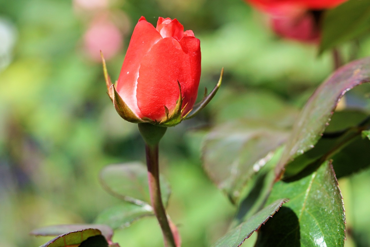 rose red flower free photo