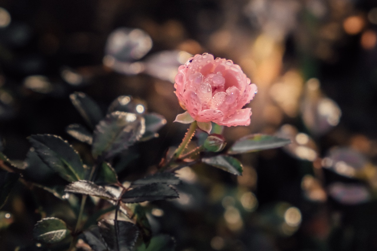 rose macro public record free photo