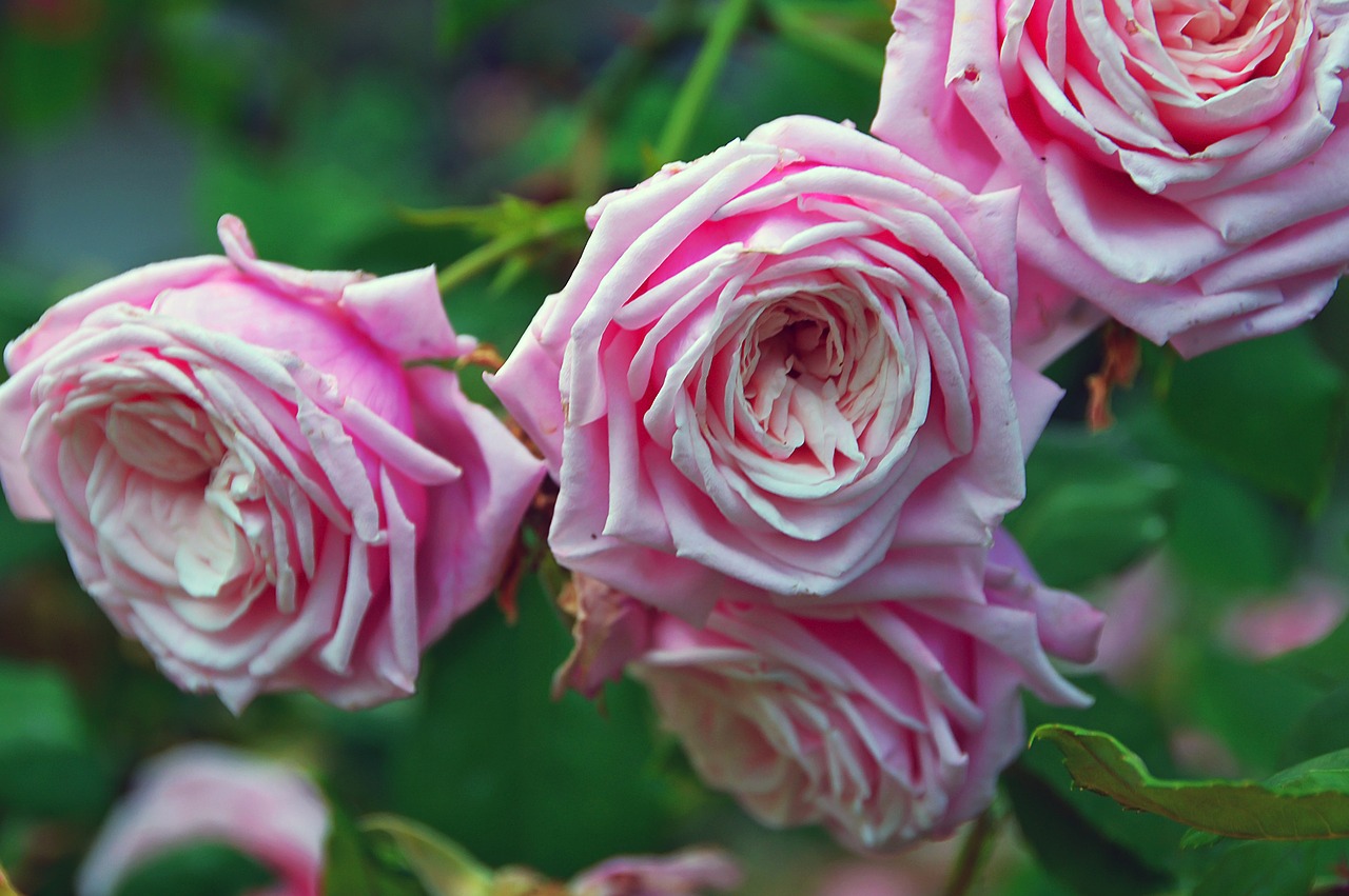 rose flowers virágszírmok free photo