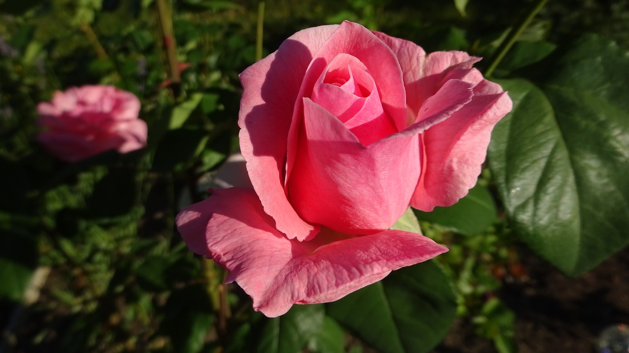 rose pink pink rose free photo