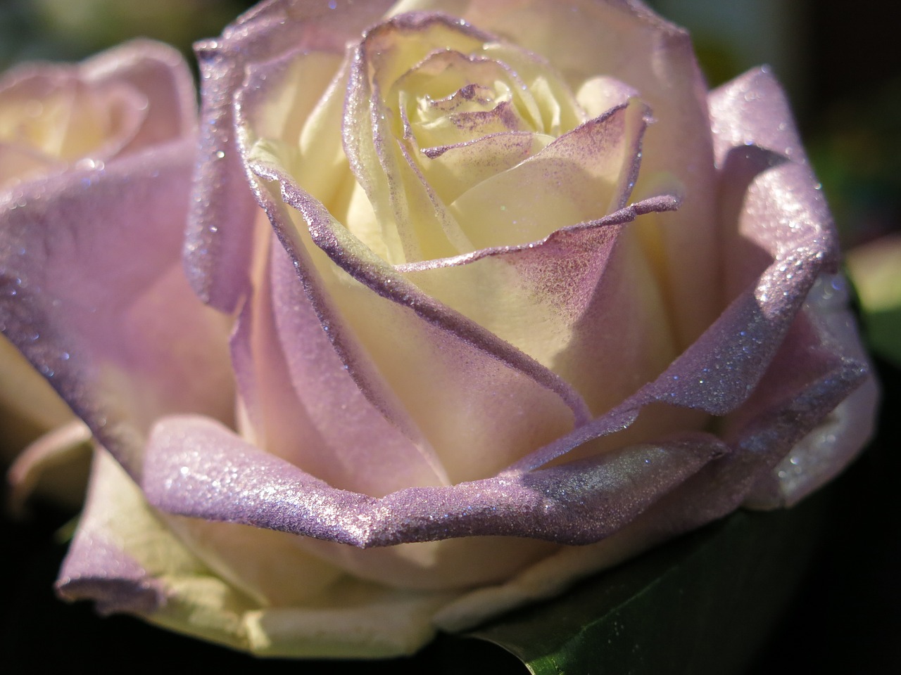 rose white lilac free photo