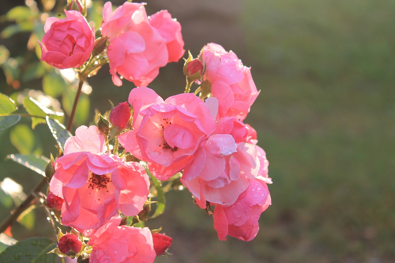 rose pink sun free photo