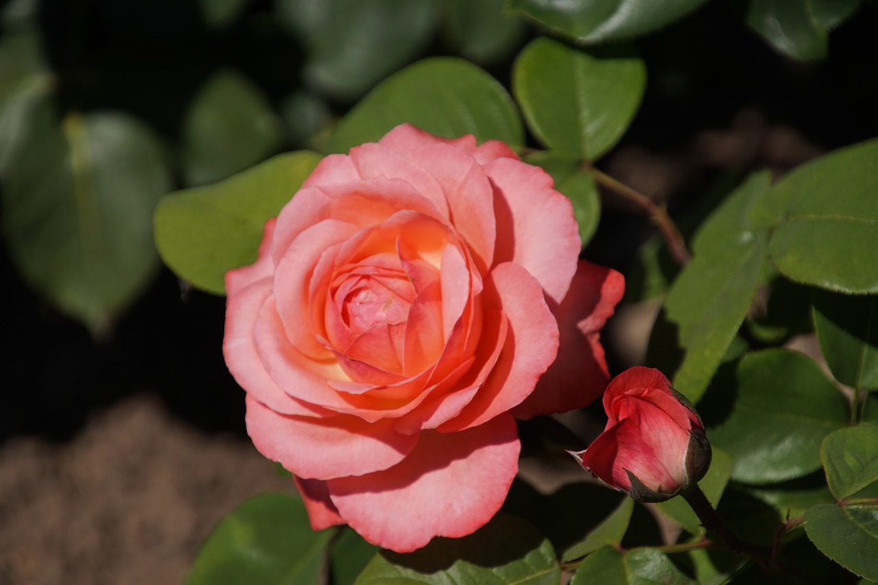 rose aachen cathedral rosaceae free photo