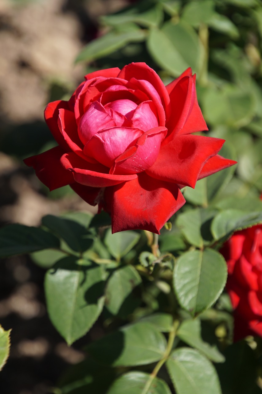 rose burgundy 81 rosaceae free photo