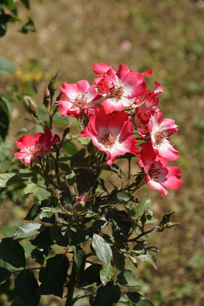 rose cherry meidiland rosaceae free photo