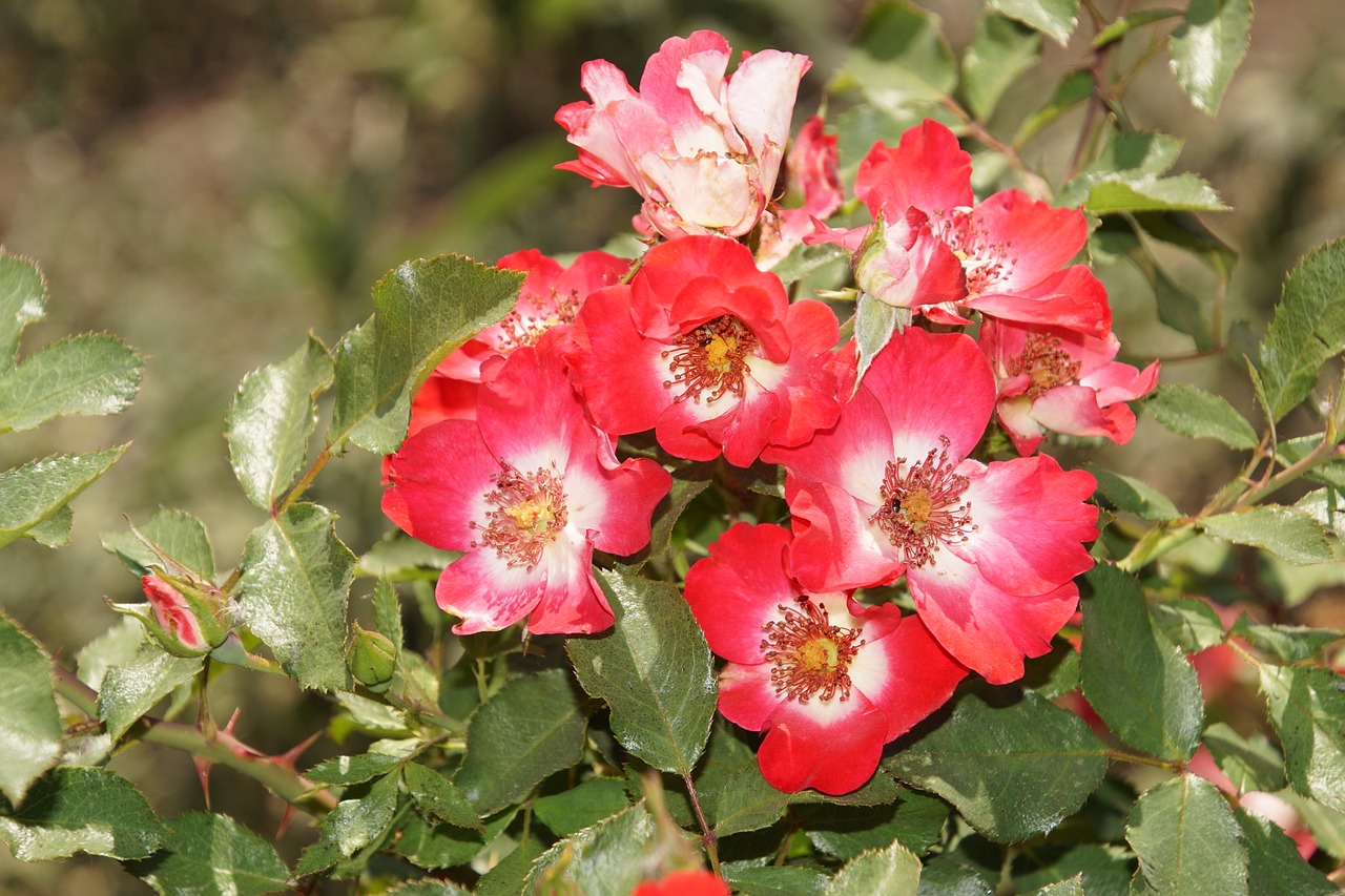 rose cherry meidiland rosaceae free photo